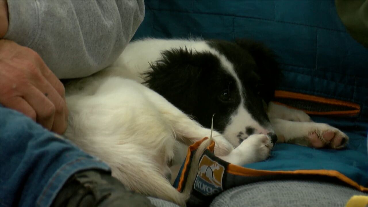 Mutt Monday: Adopt Hearts & Spades, Two Puppies Looking For A Forever Home